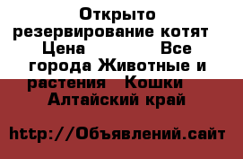 Открыто резервирование котят › Цена ­ 15 000 - Все города Животные и растения » Кошки   . Алтайский край